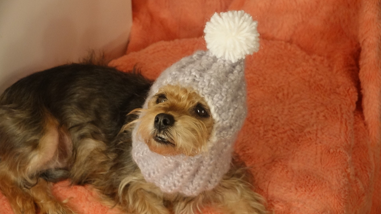 Gorro abrigador para perros crochet/cozy hats for dogs crochet