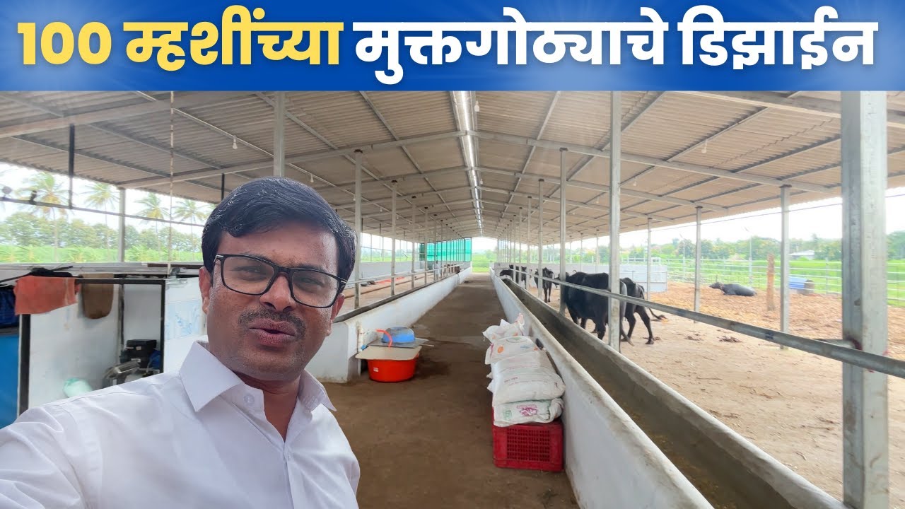 १०० म्हशींच्या मुक्तगोठ्याचे डिझाईन
