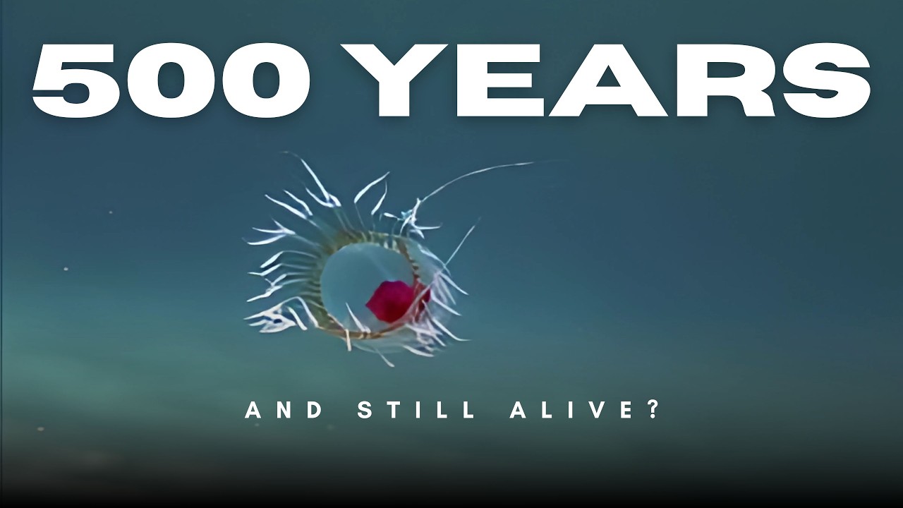 Top 5 Longest Living Animals - One Of Them Can Live For Ever
