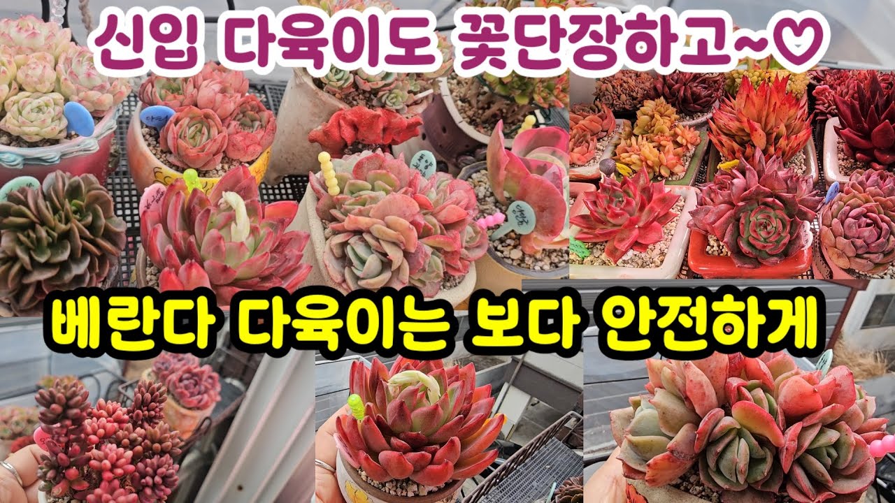 다육이 키우기 웬만큼 관수상태가 도되어서 🌸조금 더 안전하게 수분이 마른다음 안전하게 💦😷