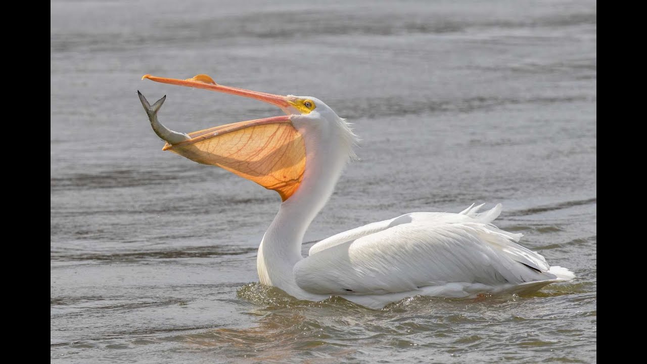 AQUATIC BIRDS@worldnatures092