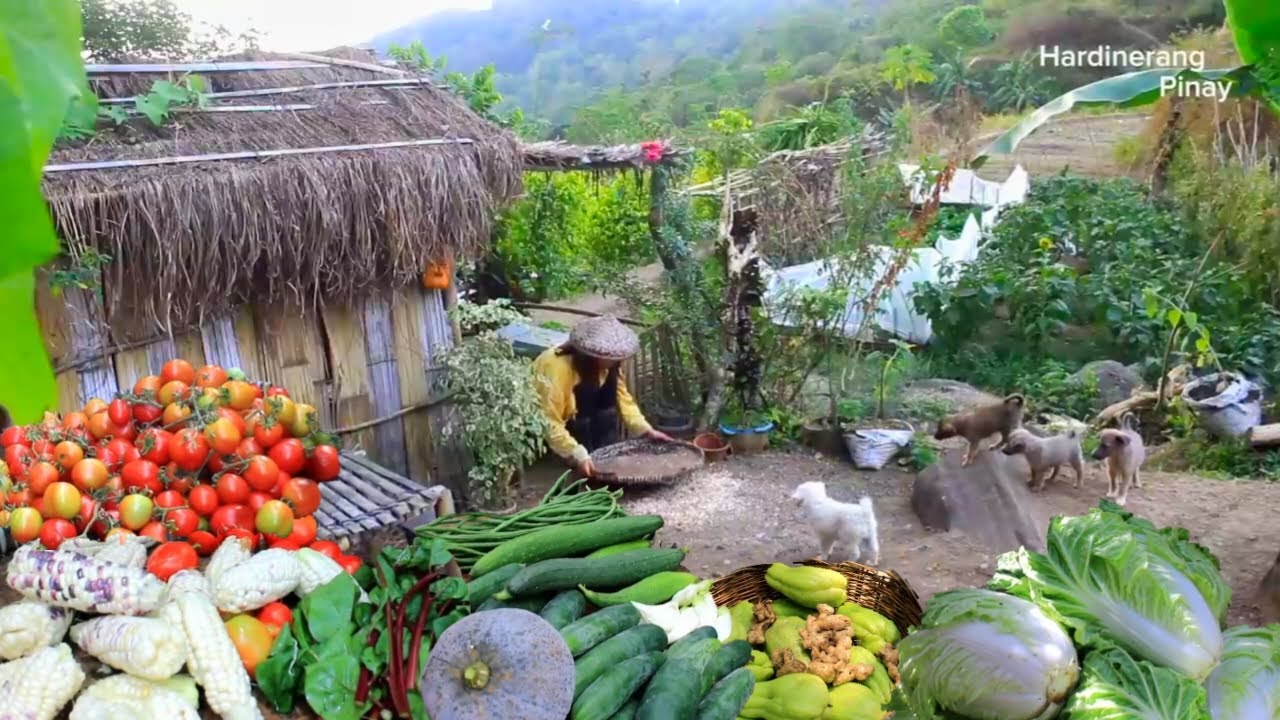 [ VIDEO COMPILATION ] Harvesting variety of vegetables