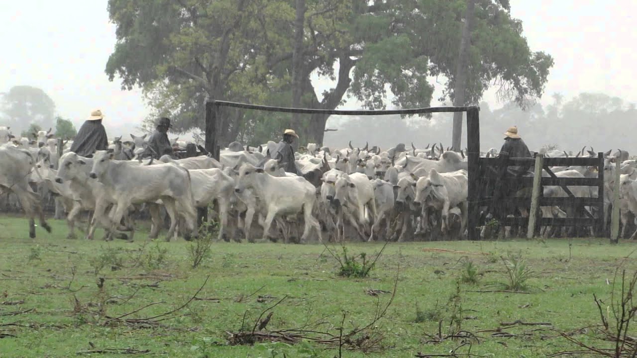 Comitiva Pantaneira- Fazenda Santa Therezinha. Pantanal /MS