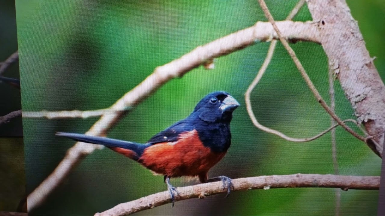 Picolet Zangvogel   Pure Natuurgeluiden uit Suriname.PIJE#PICO