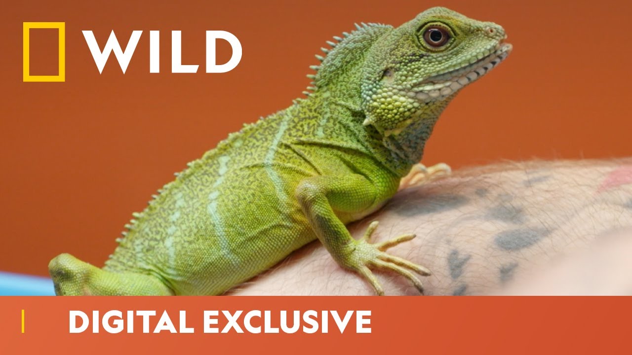 Moving is Stressful, Even for Water Dragons | Dr. K's Exotic Animal ER | National Geographic Wild UK