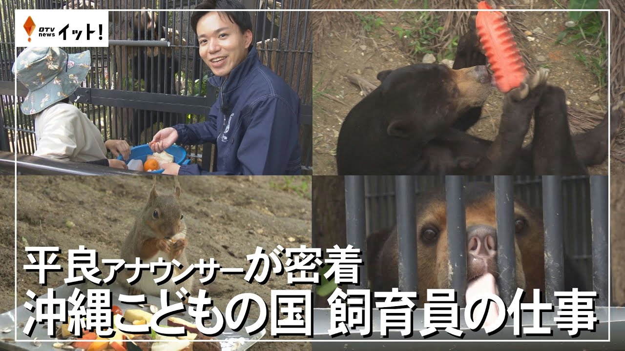 平良アナウンサーが密着　沖縄こどもの国　飼育員の仕事（沖縄テレビ）2024/4/19