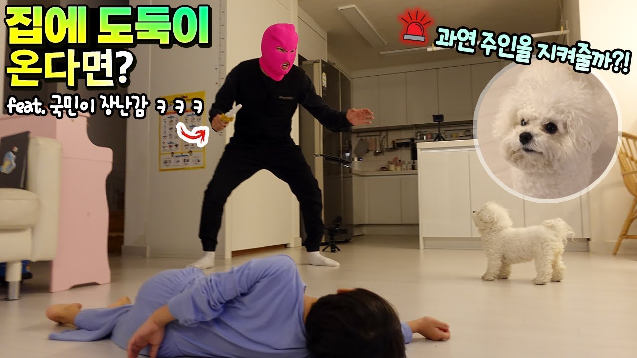 집에 도둑이 온다면 구름이는 국민이 지켜줄까? 이런 행동을 ㅠㅠ 감동?! 눈물? (반전주의ㅋㅋㅋ) 비숑 반려견 키우기 흔한 가족 일상 | 말이야와친구들