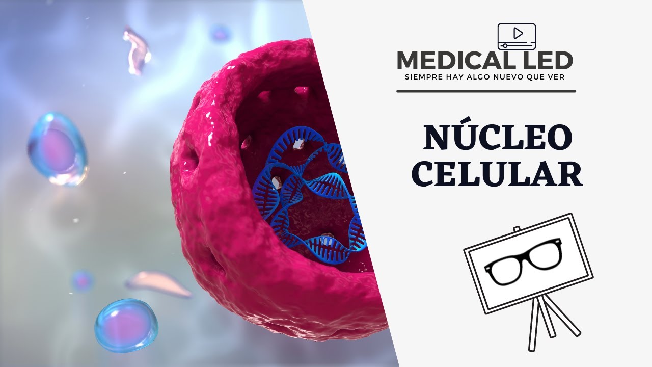 N&Uacute;CLEO CELULAR: Componentes, importancia de la cromatina y niveles de organizaci&oacute;n