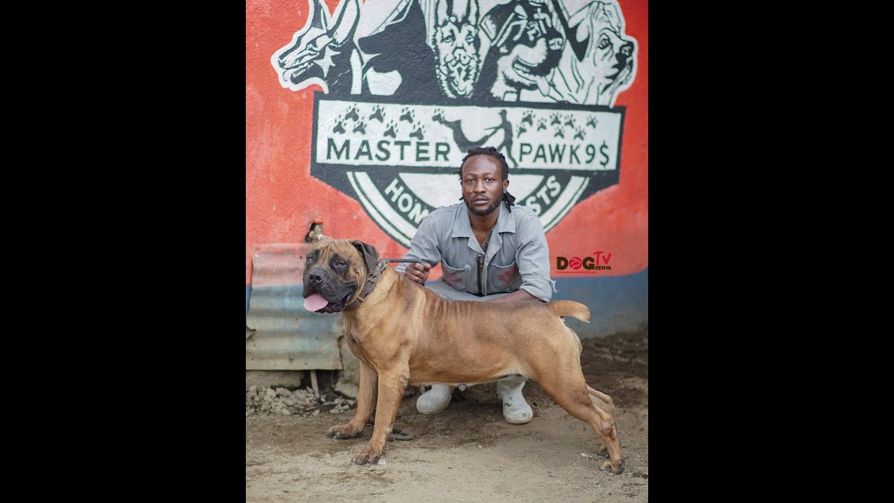 HOW THE CHALLENGES OF DOG BREEDING HELPED ME HAVE BEST BREEDS.MASTER PAW K9(DOG TV KENYA EPISODE 43)