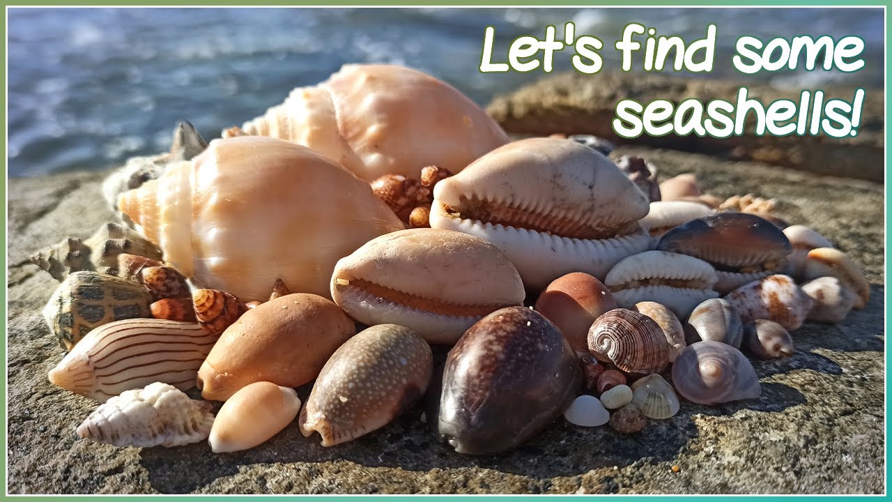 Finding Seashells in the Sand | Lined Paper Bubble [Virtual Shelling]