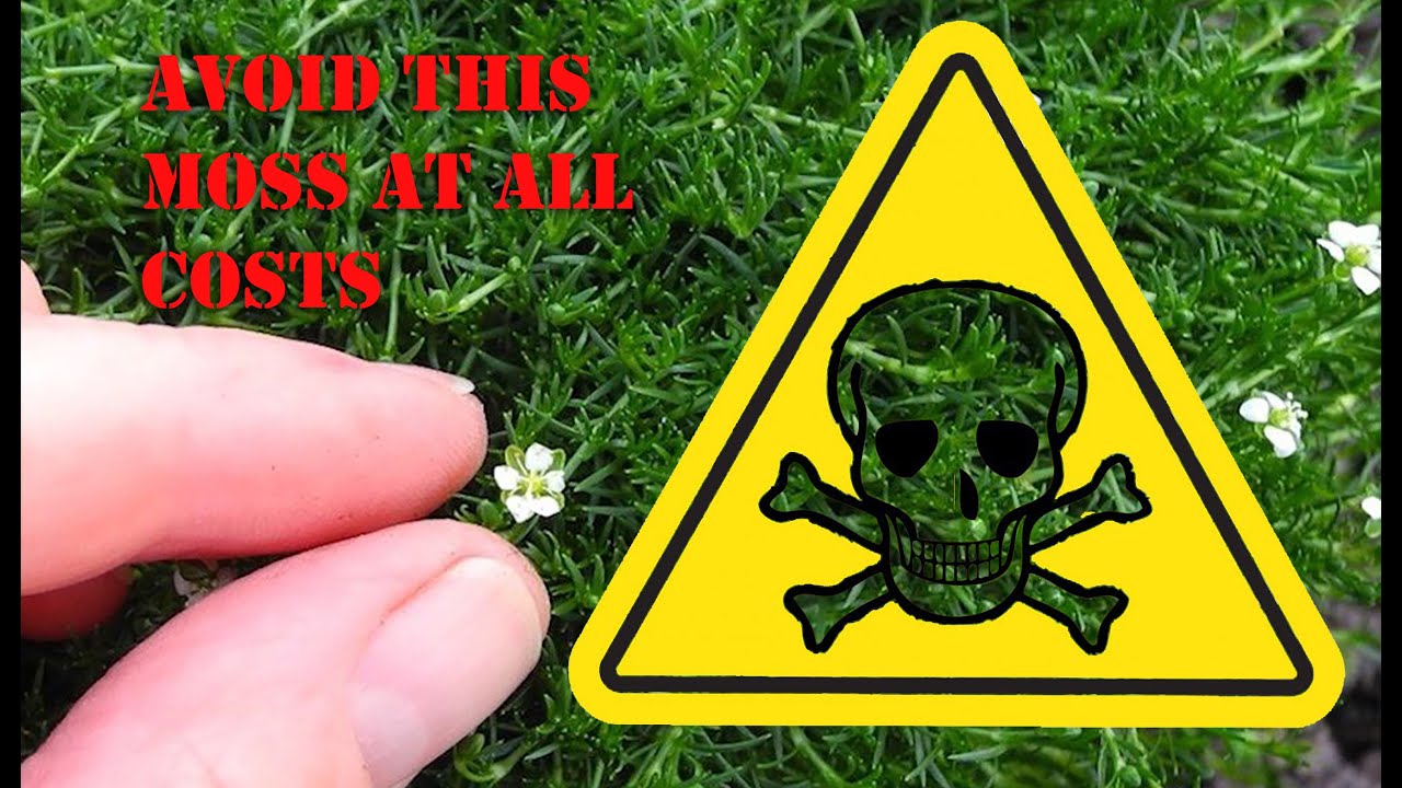 Bonsai Tip: The beautiful but deadly Irish Moss