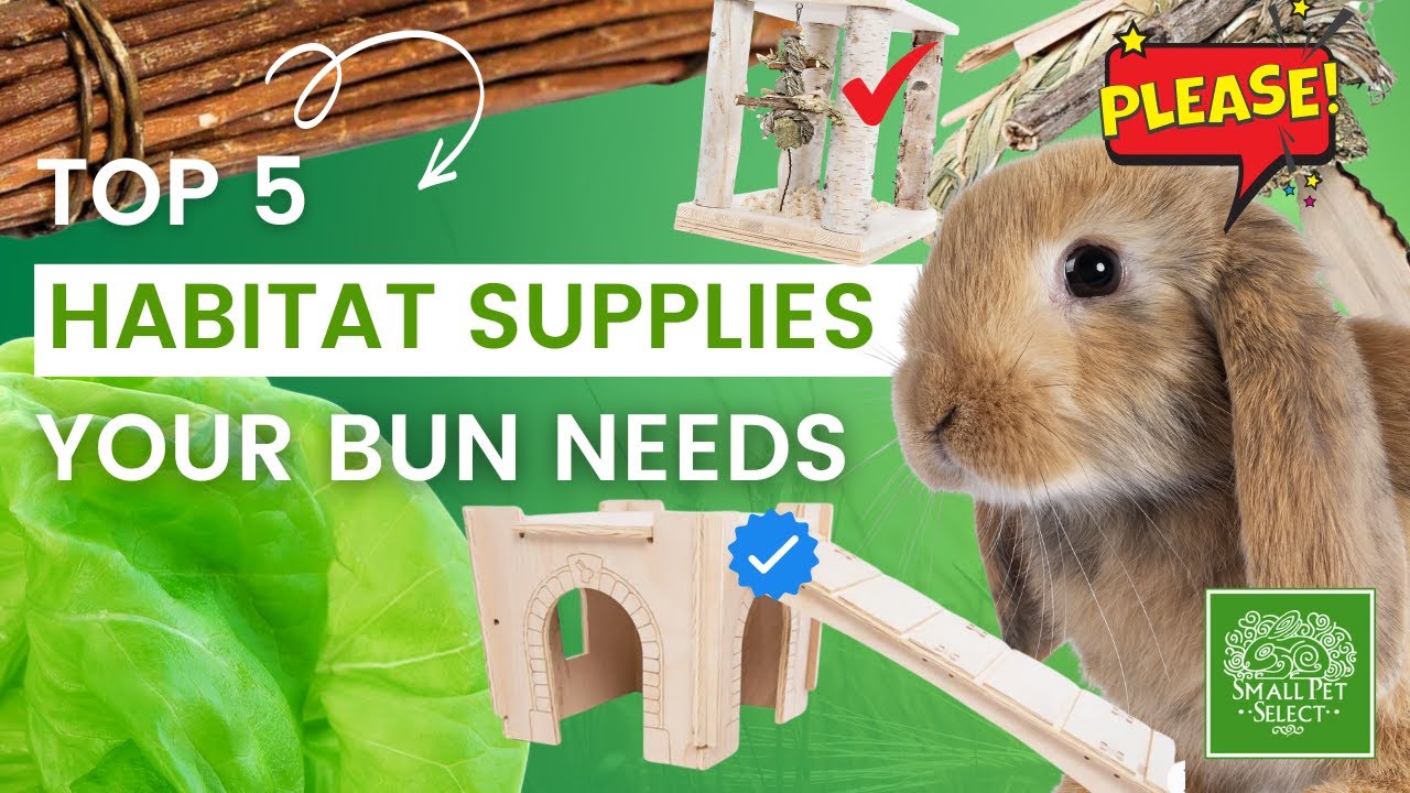 Top 5 Most Important Habitat Supplies for Your Rabbit