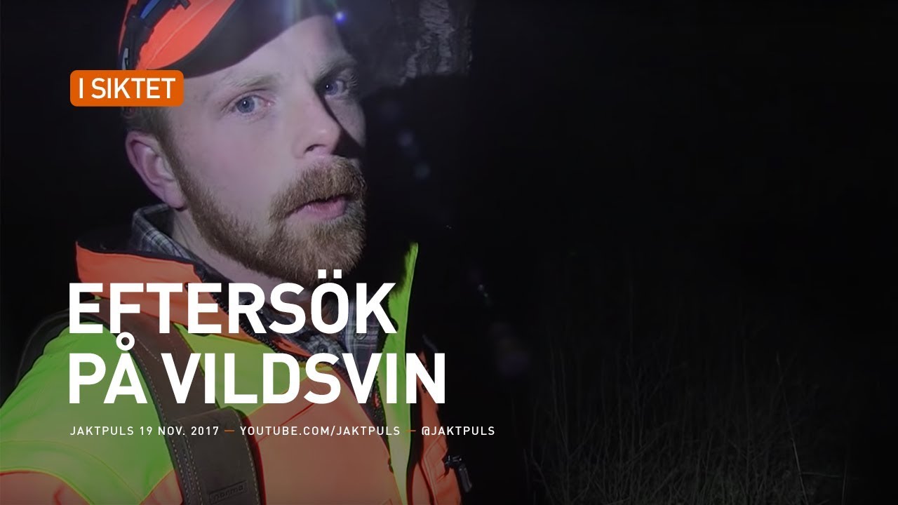 Efters&ouml;k p&aring; vildsvin