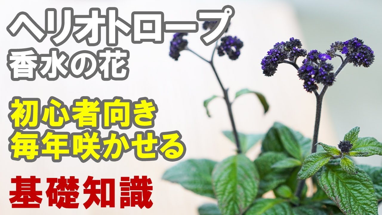 ヘリオトロープの育て方 香水にも使われる素敵な香りを楽しもう！