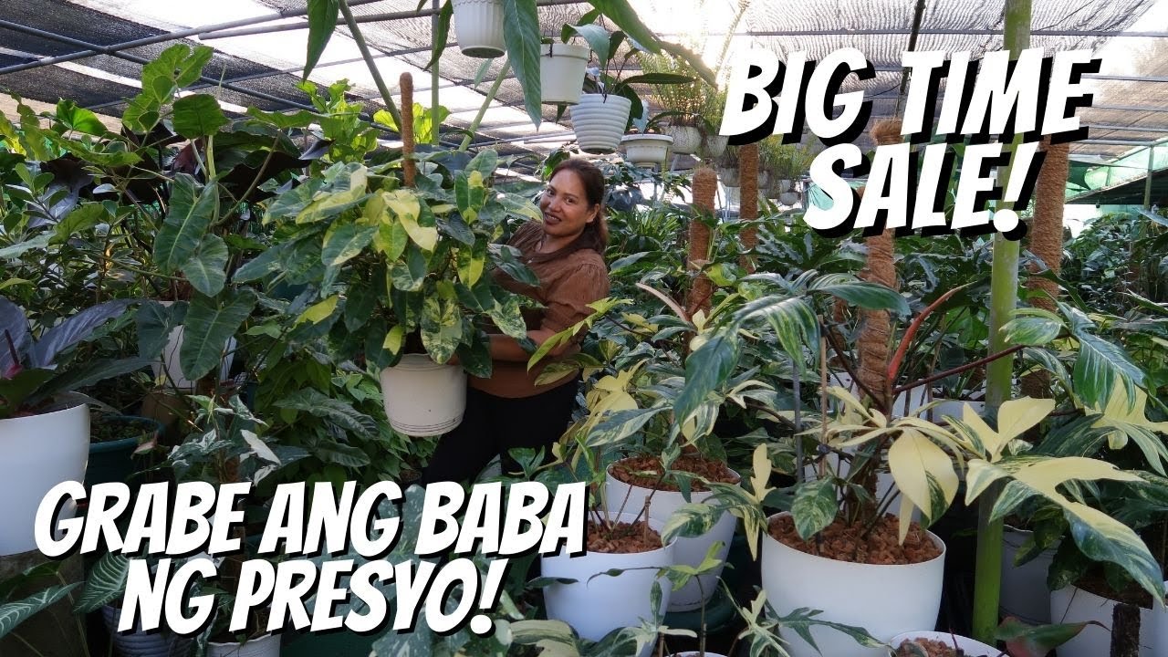 BAGSAK PRESYONG MGA HALAMAN SA SILANG CAVITE | GRABE ANG GANDA NG PHILODENDRON NILA! | BIGTIME SALE!