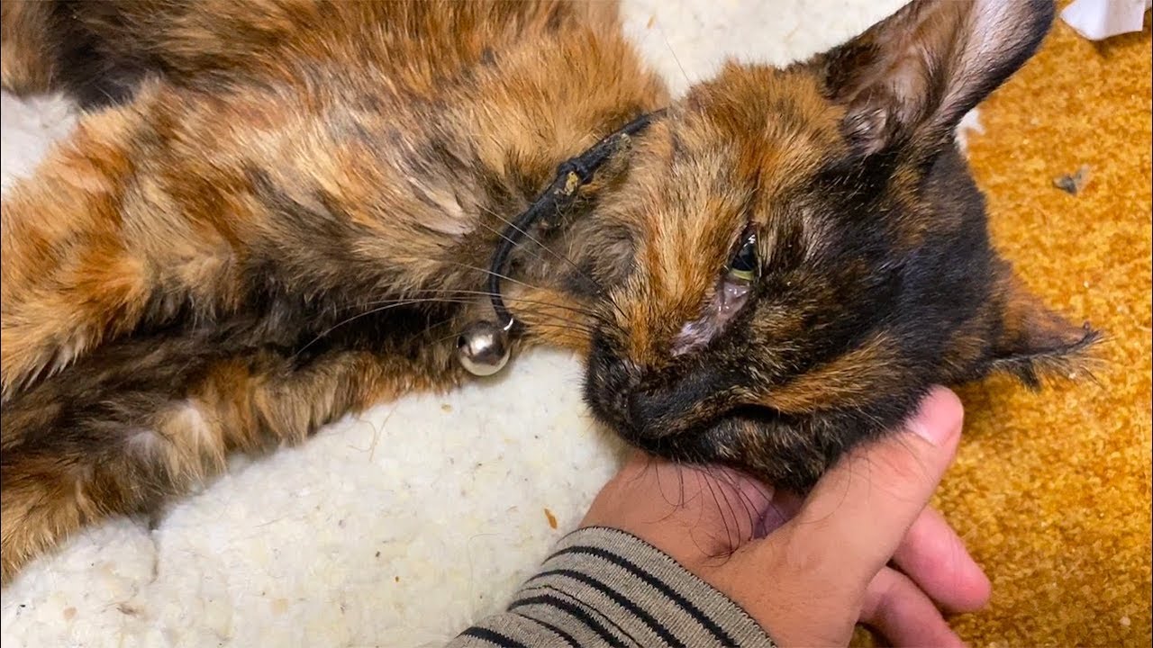 世界の片隅で保護された猫、毛皮を脱いで休息のとき　rest In peace, the rescued old cat 'Suzu'