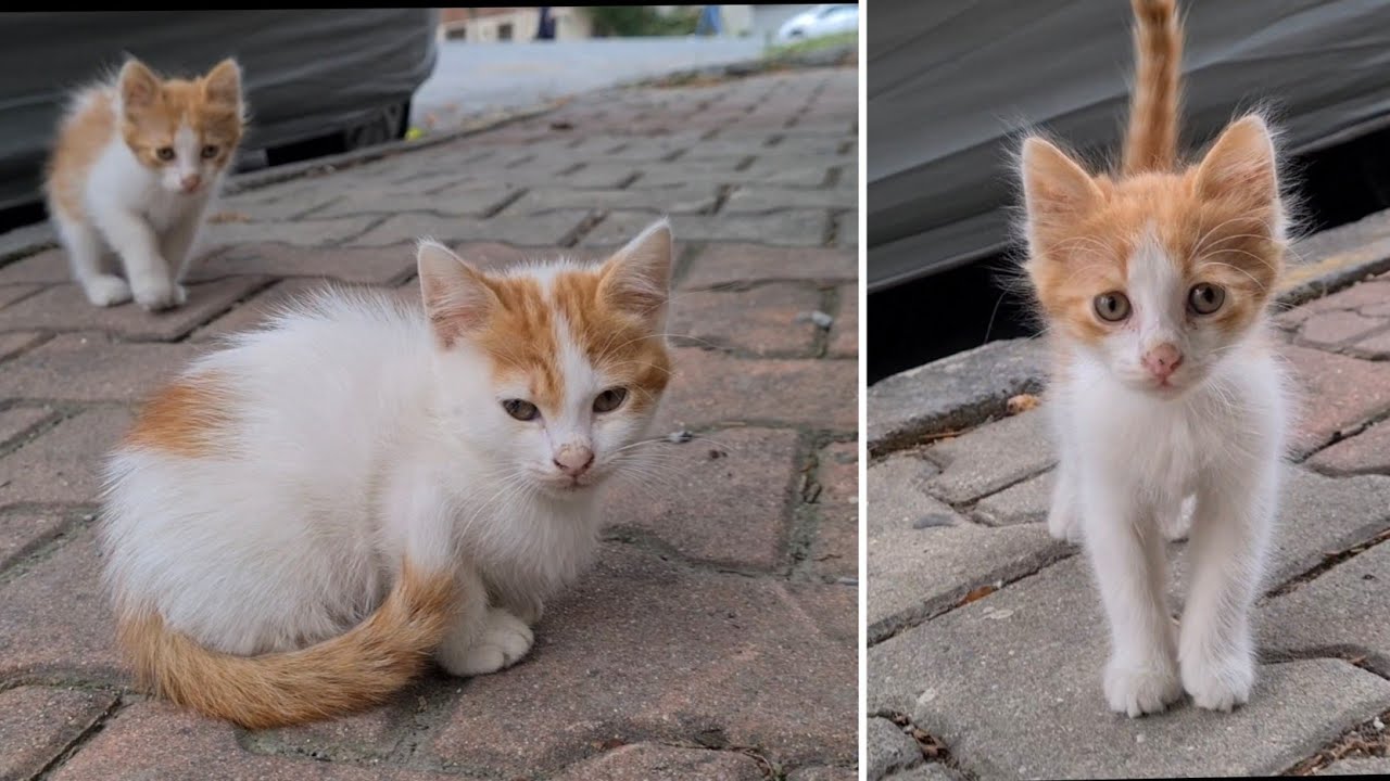 Little Kitties have to struggle to survive in cold weather.