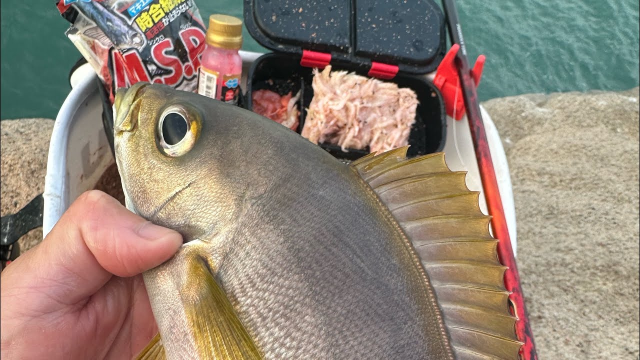 19/2/2026上下午雞魚，SHIMANO FIREBLOOD SCHEMER 1.1-530使用@MARUKYU糠蝦公主MSP添加粒SET100醃製蝦仁常温練餌