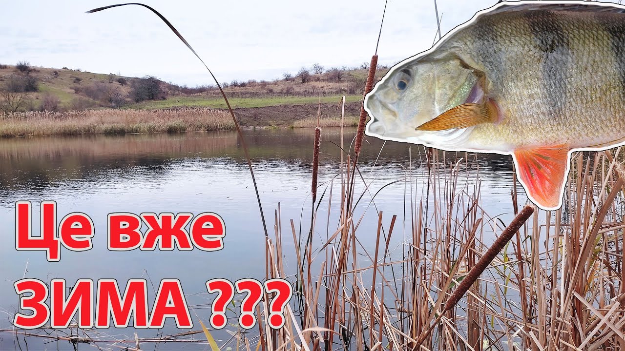 Ловля окуня на спінінг в грудні Зимова рибалка на спінінг Окунь зимою
