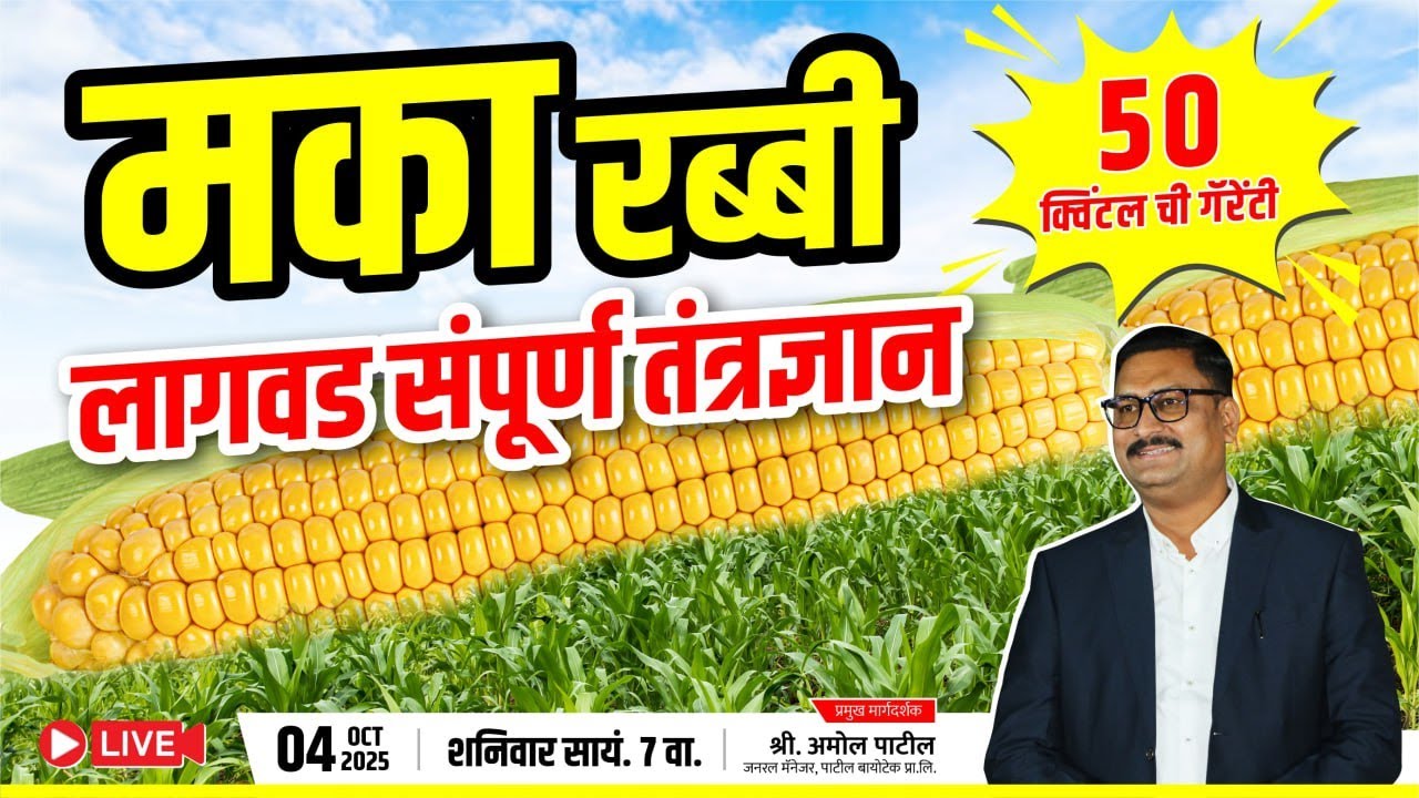 रब्बी मका लागवडीचे संपूर्ण तंत्रज्ञान  Rabbi maka sampurn mahiti
