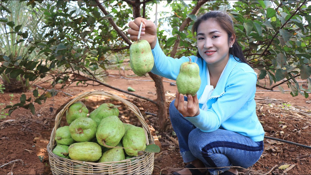 Pick white guava in my village / Chicken soup cooking / Cooking with Sreypov