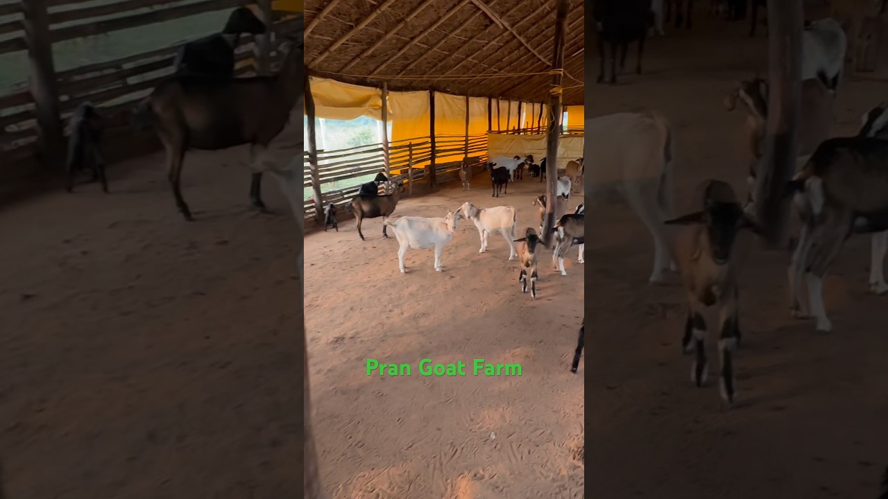 Goat farm in Jhargram | goat farming in winter 