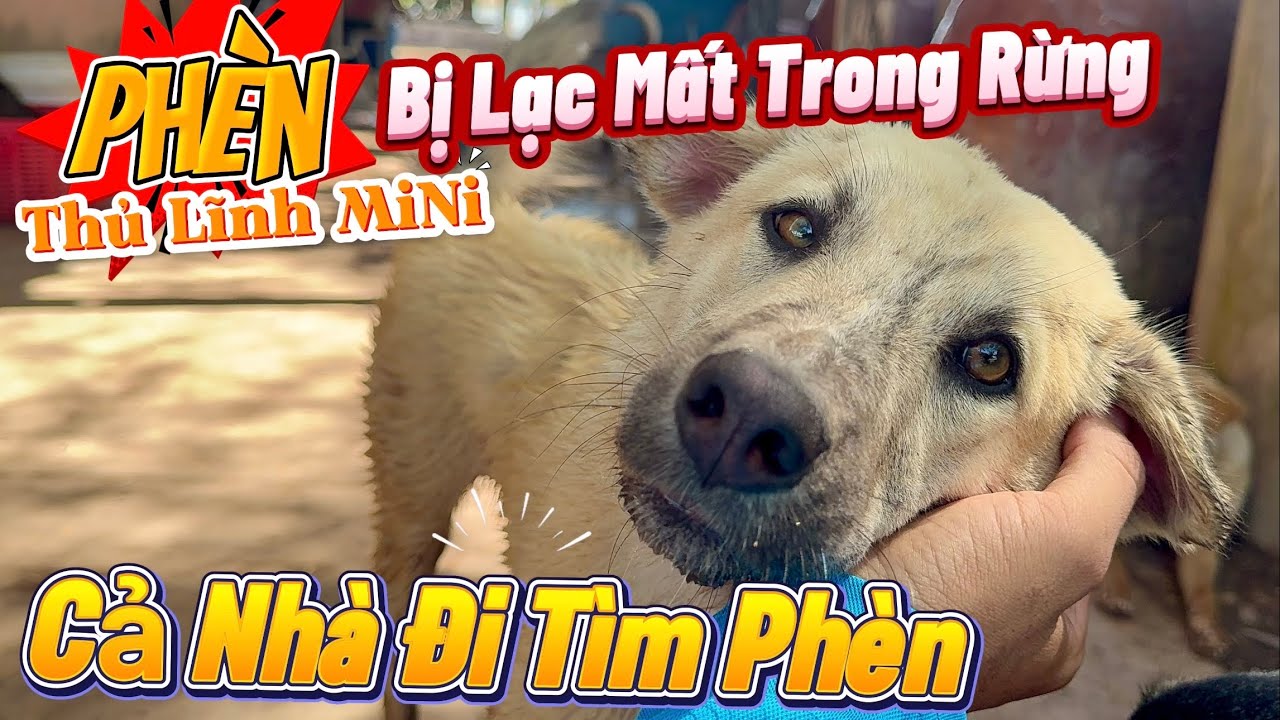 Phèn Đi Chơi Bị Lạc Mất Trong Rừng Báo Hại Cả Nhà Phải Đi Tìm