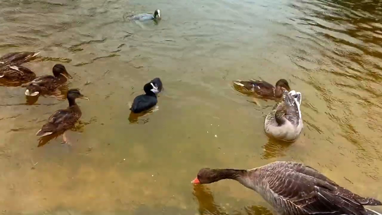 Feeding Birds in the Autumn Rain | Chaos and Rivalry of Ducks and Coots Over Oatmeal #nature