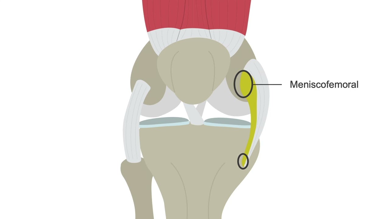Identifying the medial collateral ligament on ultrasound
