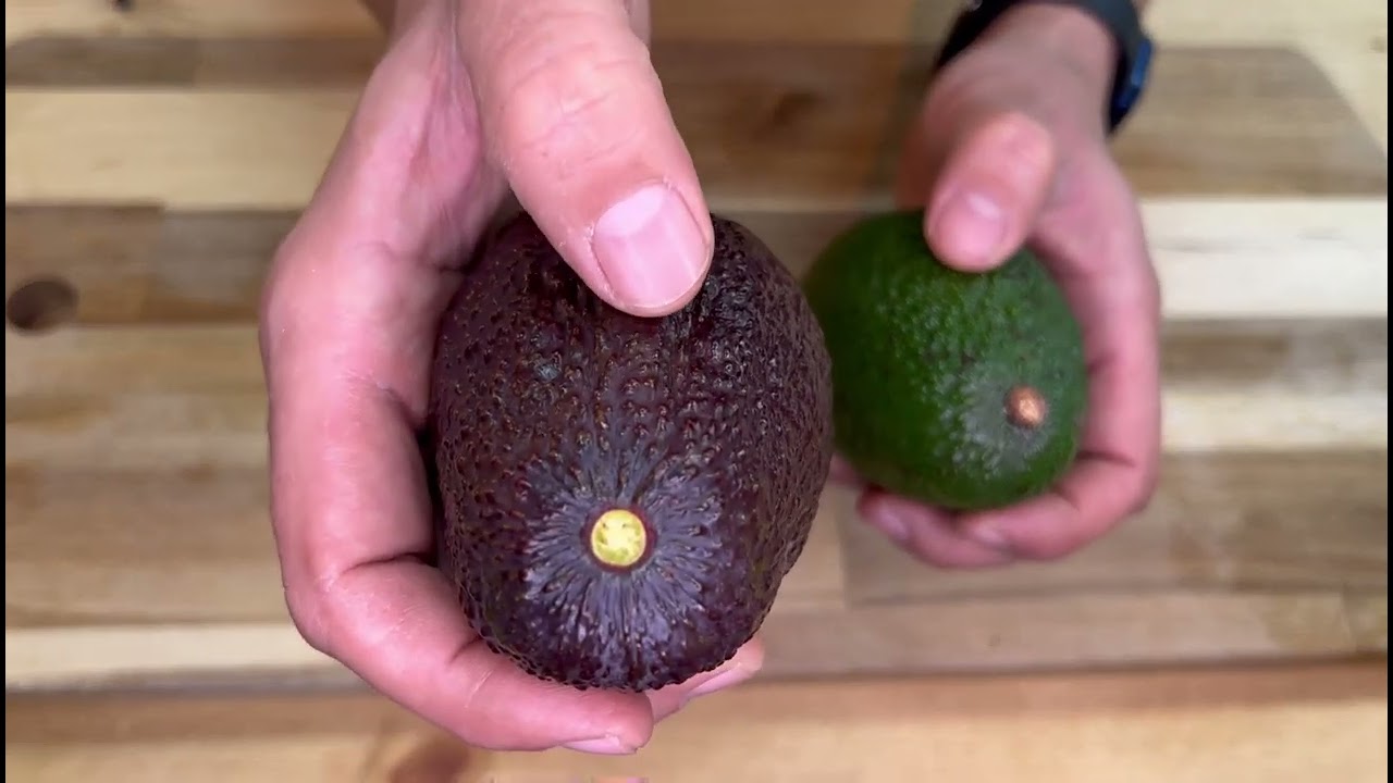 C&oacute;mo madurar aguacates m&aacute;s r&aacute;pido