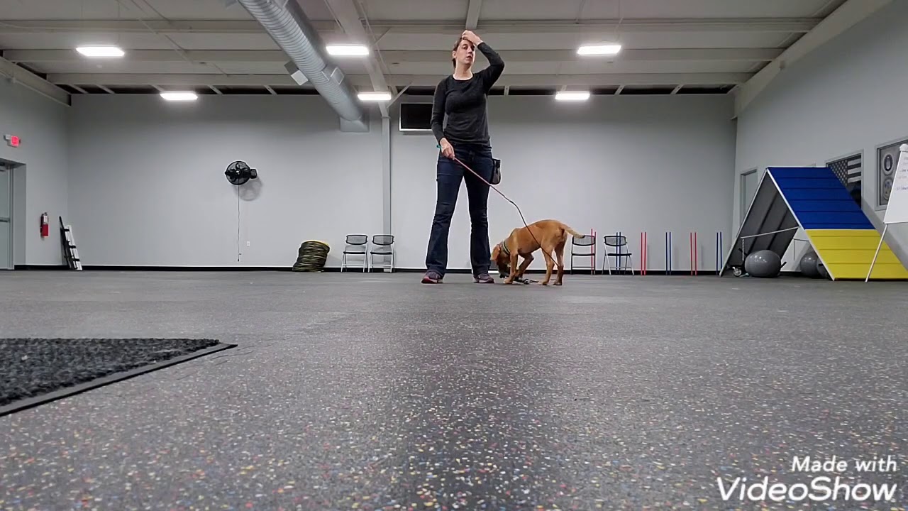 Flirt Pole Training: Part 1: Building Drive
