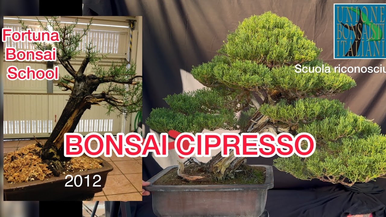 Bonsai cipresso, 12 anni di lavoro.