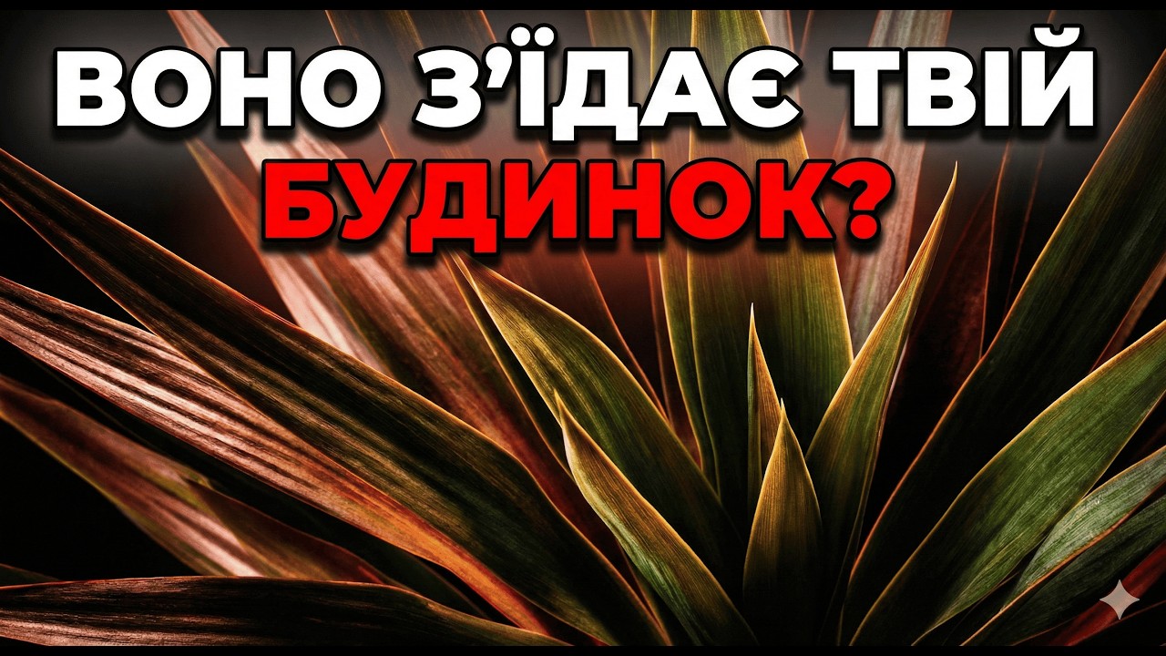 Чому ваша драцена втрачає листя і як один простий трюк у лютому поверне їй зелену шапку