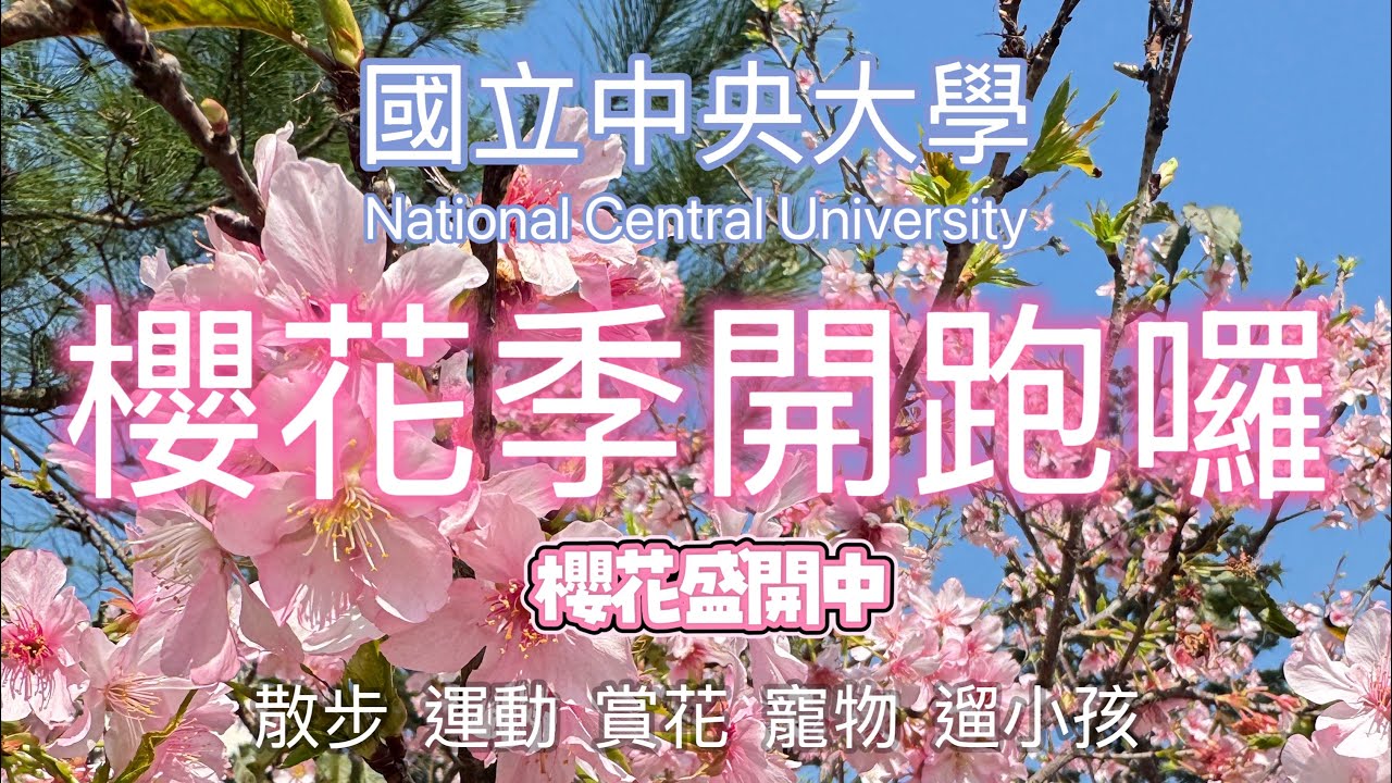 【桃園中壢】-國立中央大學-過年期間櫻花盛開，賞櫻季節開跑囉，休閒散步運動遛小孩的好地方。