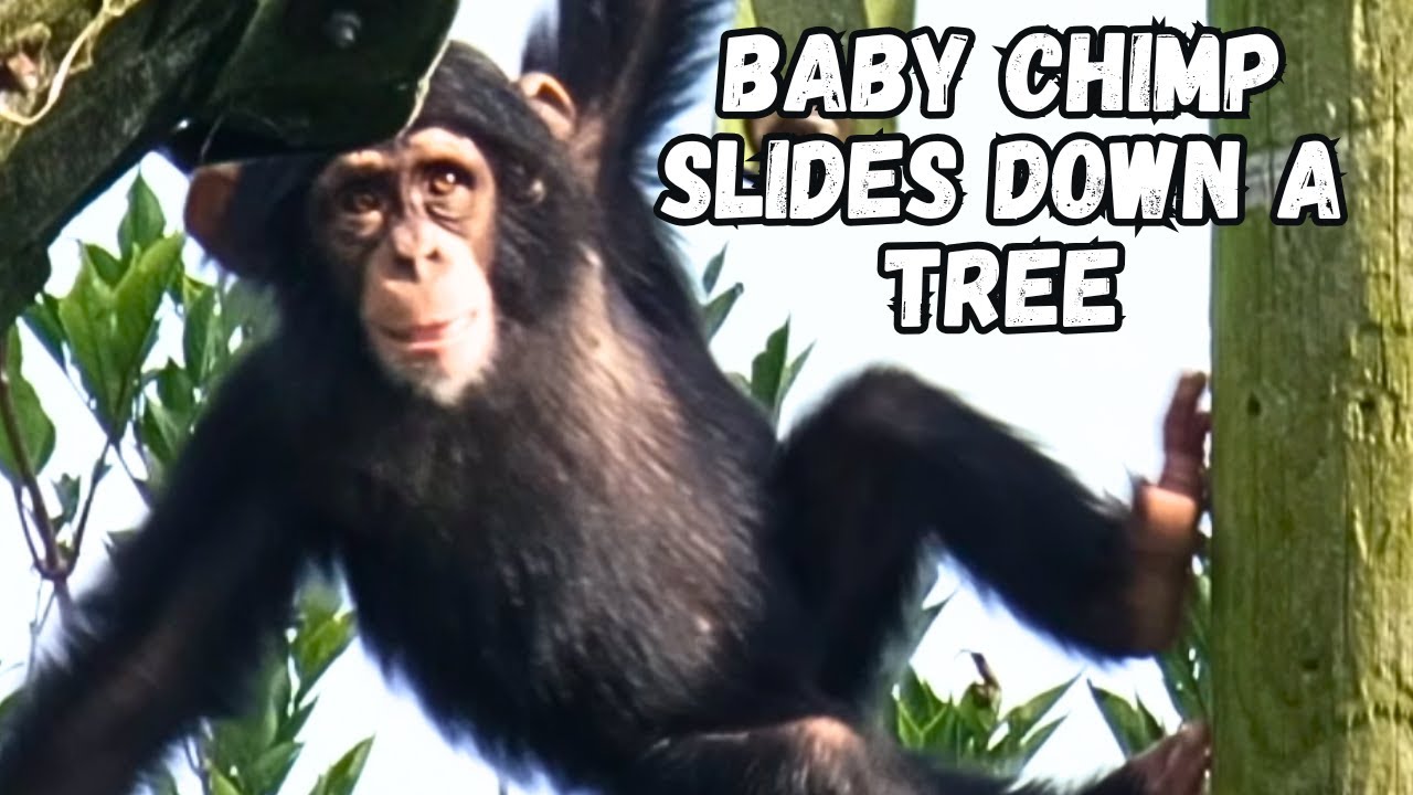Adorable Baby Chimp's Epic Tree Slide !