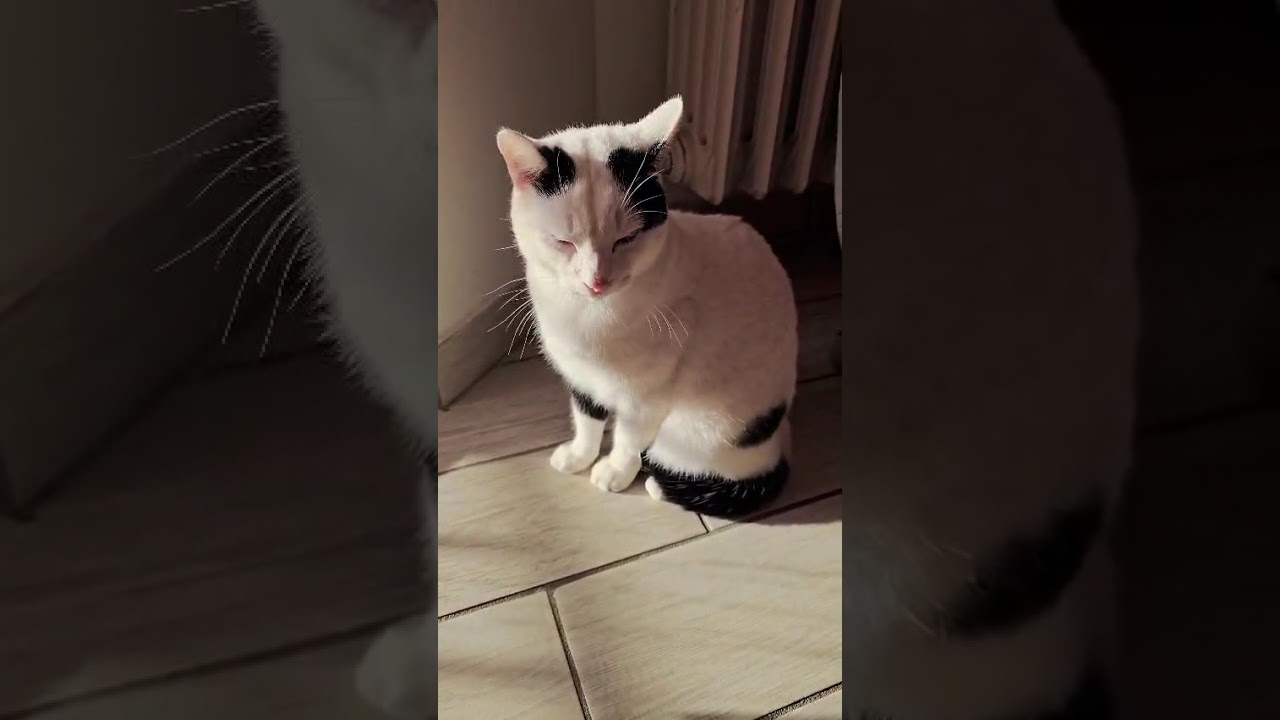 GATTI : Milù e mirtillo  La coppia  Fortunata. PERCHE ?