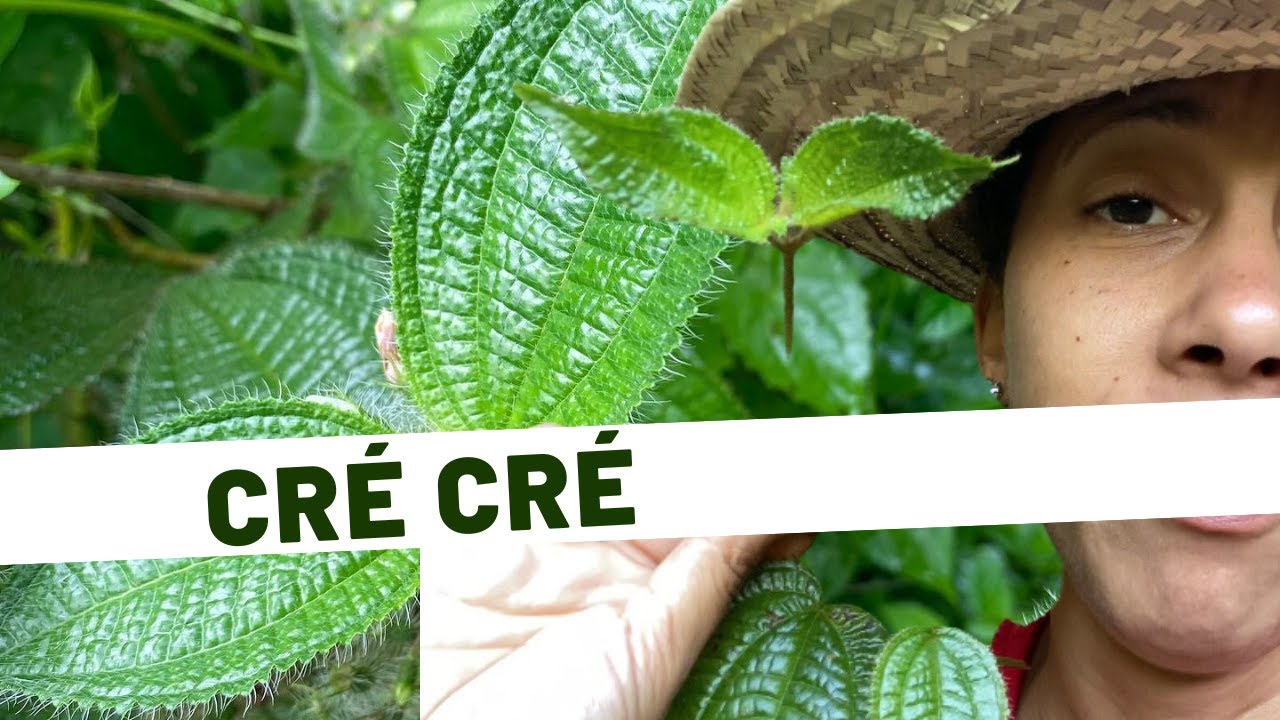 🌱Découvrez les secrets de la Clidemia hirta(Cré Cré): Une plante envahissante aux multiples facette