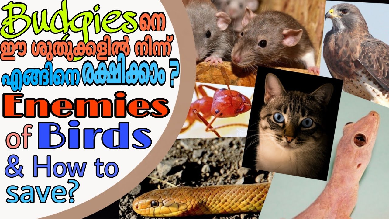 Enemies of your birds and it's solution|| R&B Media