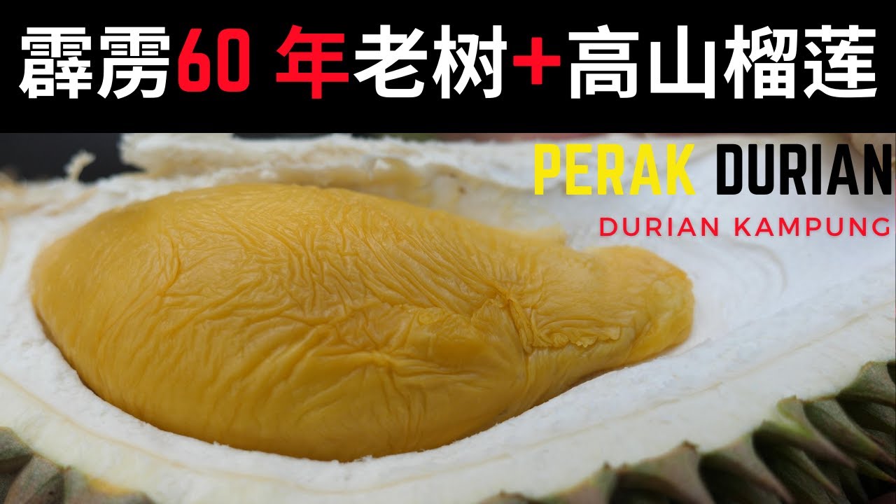 马来西亚霹雳太平60年高山老树榴莲 你一定要尝尝| Perak Taiping Durian