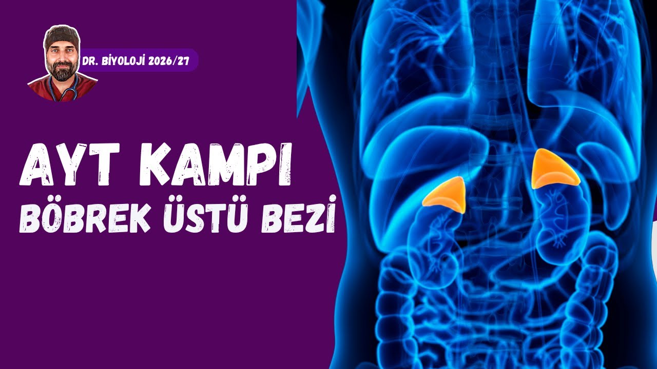 Endokrin Sistem B&ouml;brek &Uuml;st&uuml; Bezi | Dr. Biyoloji | AYT D&ouml;nem 2026 - 2027