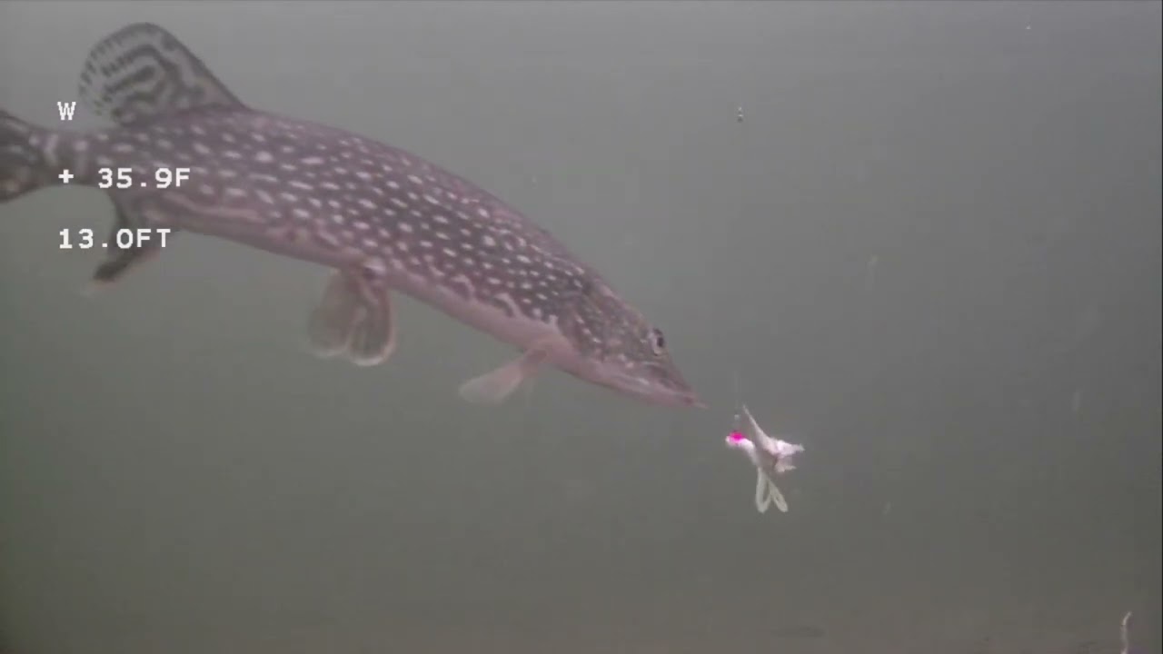 Emma Lake, Saskatchewan, Northern Pike
