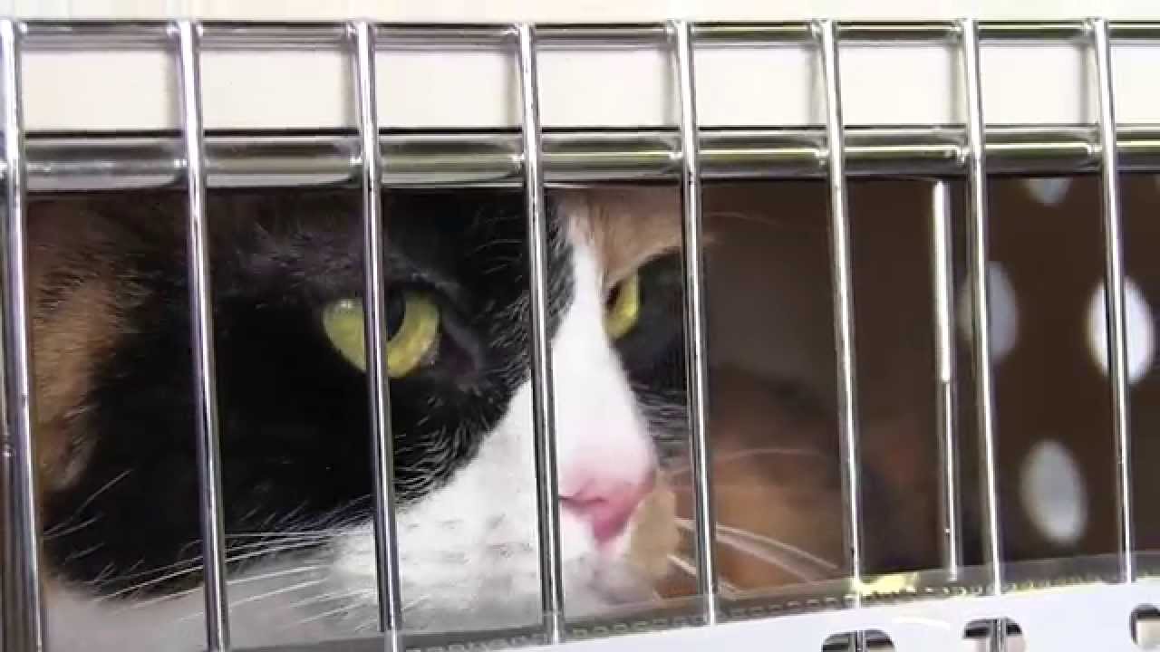 Pet container requirements by Heathrow Animal Reception Centre