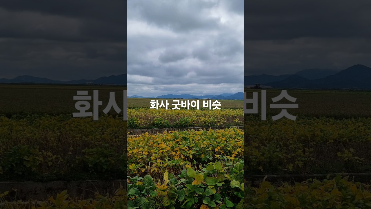 화사 굿바이 비슷 비교
