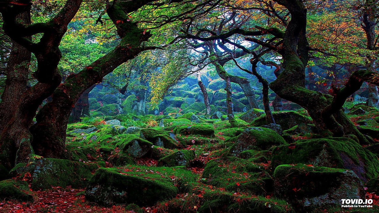 Dino Psaras - A Forest