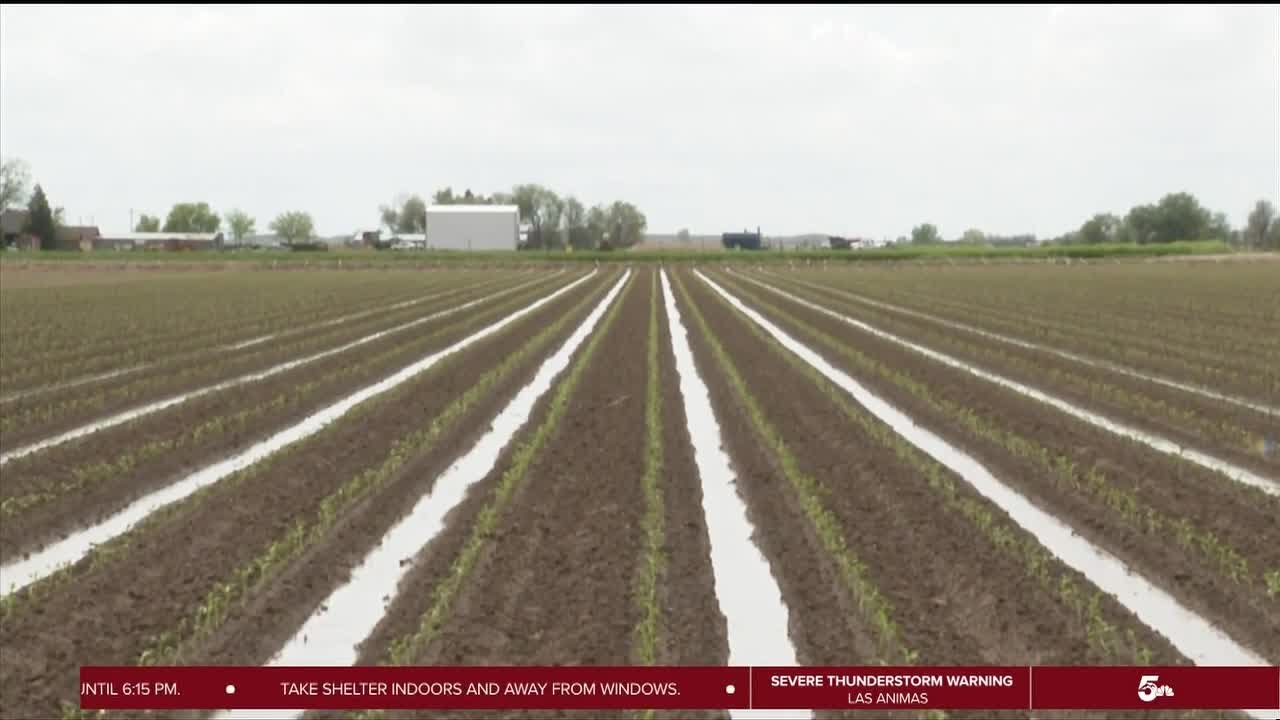 Pueblo chile farms hope for best in the face of severe weather
