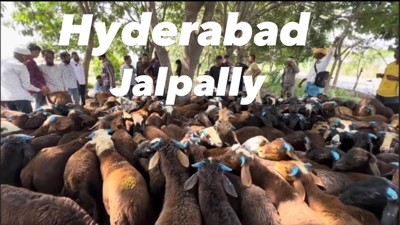 Jalpally bakra market |Hyderabad|bakra eid special market