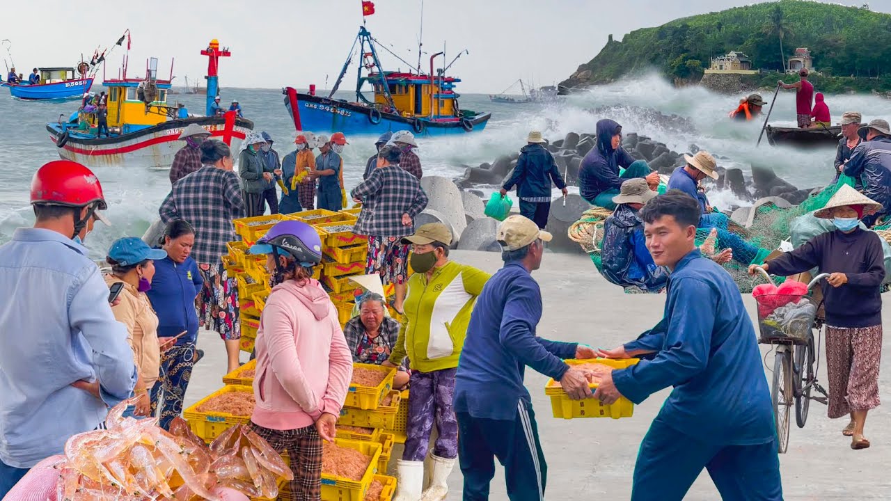 Mùa Biển Động Ngư Dân SA HUỲNH Mừng Rỡ Trúng Ruốc Chạy Liên Tục║Món Bạch Tuộc Ngày Mưa Với Bạn Hiền