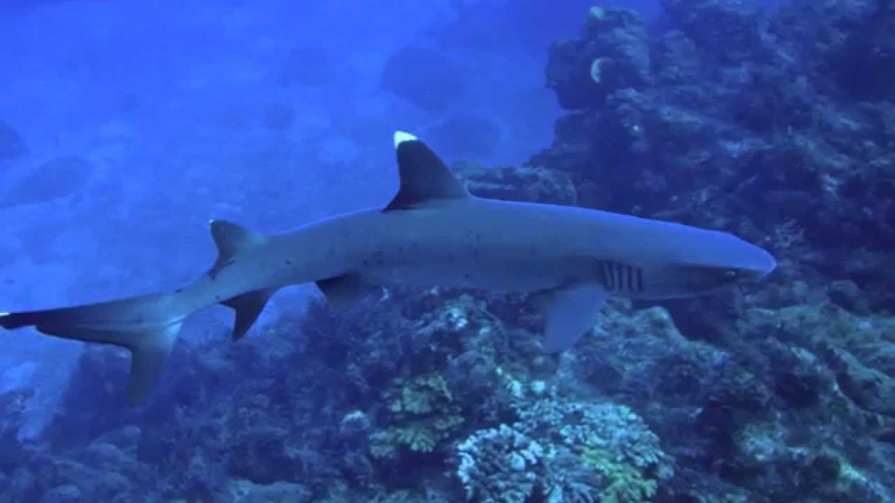Diving Revillagigedos