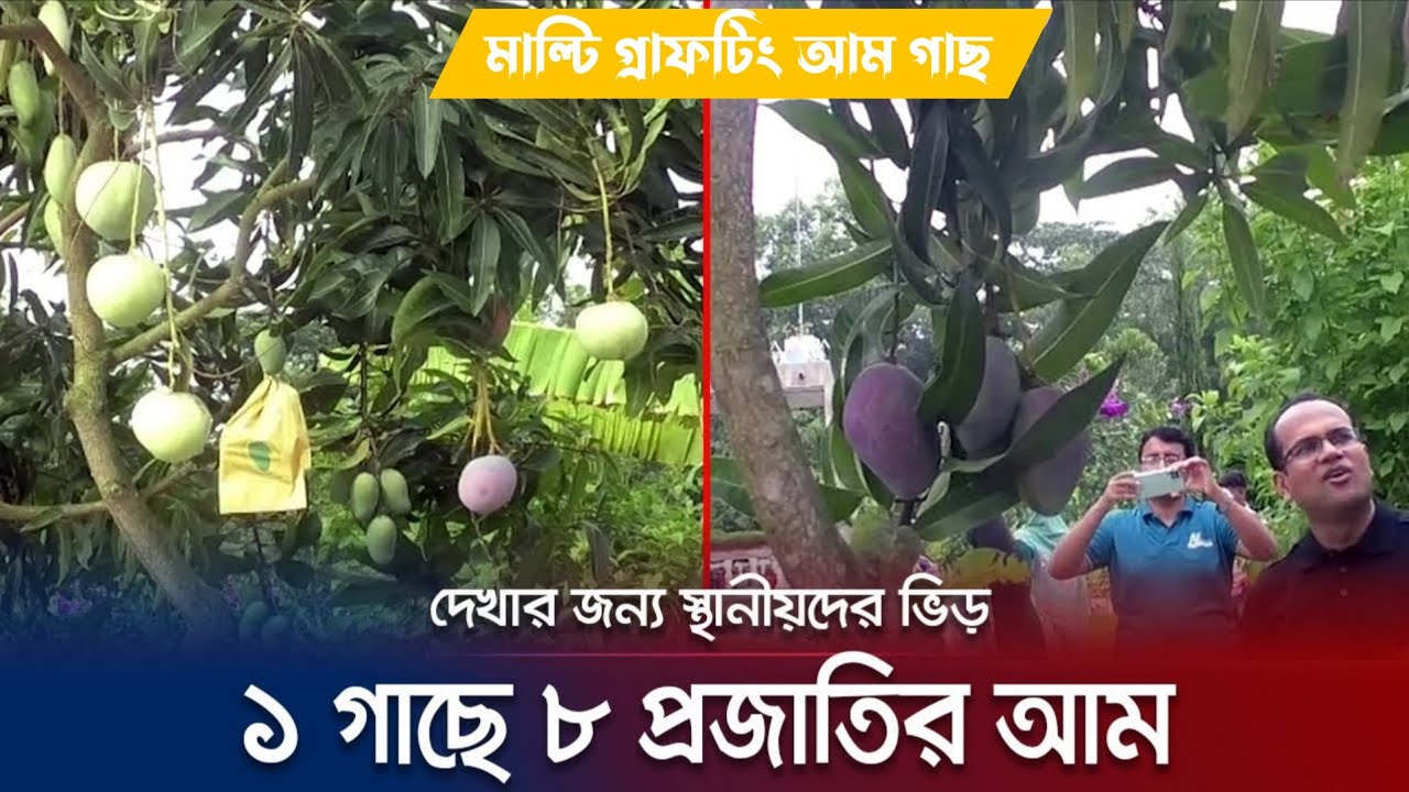 একই গাছে যদি একাধিক জাতের সুস্বাদু আম পাওয়া যায়—ভাবতেই কেমন লাগে? 