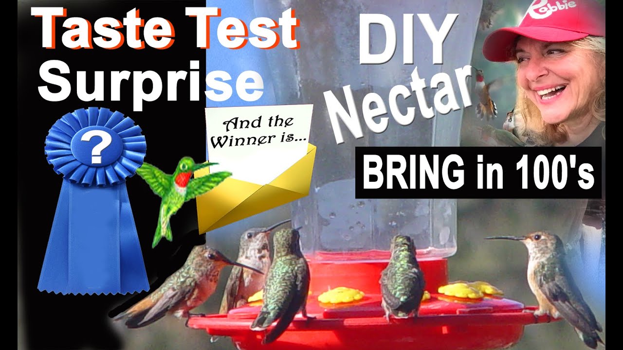 Easy HUMMINGBIRDS Feeder DIY Food | How to Make Hummingbird Nectar Recipe | BIG REVEAL Cane OR Beet?